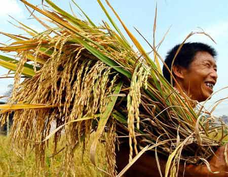 Người dân vựa lúa lớn nhất nước thu nhập bằng nửa lương tối thiểu